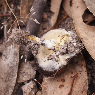 Sepedonium sp. at Conder, ACT - 26 Dec 2017 by Heino
