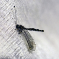 Suhpalacsa sp. (genus) (Owlfly) at O'Connor, ACT - 5 Jan 2018 by ibaird