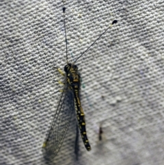 Suhpalacsa sp. (genus) at O'Connor, ACT - 5 Jan 2018