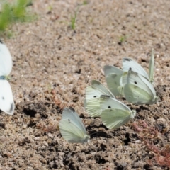 Pieris rapae (Cabbage White) at Booth, ACT - 4 Jan 2018 by KenT