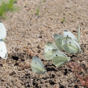 Pieris rapae at Booth, ACT - 4 Jan 2018