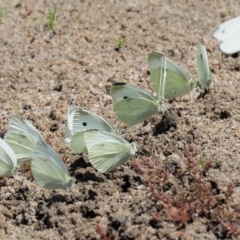 Pieris rapae at Booth, ACT - 4 Jan 2018