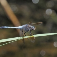 Orthetrum caledonicum (Blue Skimmer) at Old Naas TSR - 4 Jan 2018 by KenT