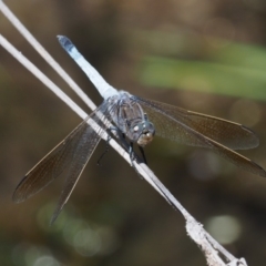 Orthetrum caledonicum at Booth, ACT - 4 Jan 2018 01:50 PM