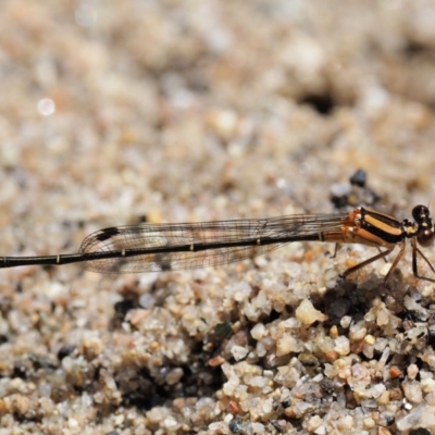 Nososticta solida (Orange Threadtail) at Old Naas TSR - 4 Jan 2018 by KenT