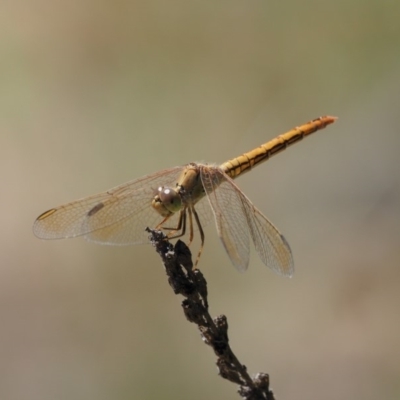 Diplacodes haematodes (Scarlet Percher) at Booth, ACT - 4 Jan 2018 by KenT