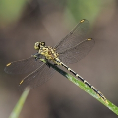 Austrogomphus guerini (Yellow-striped Hunter) at Old Naas TSR - 4 Jan 2018 by KenT