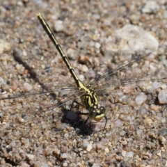 Austrogomphus guerini at Booth, ACT - 4 Jan 2018