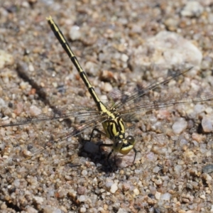 Austrogomphus guerini at Booth, ACT - 4 Jan 2018