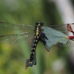 Hemigomphus gouldii (Southern Vicetail) at Mount Clear, ACT - 4 Jan 2018 by KenT