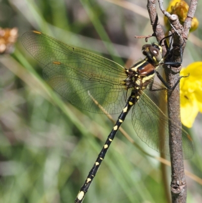 Synthemis eustalacta (Swamp Tigertail) at Mount Clear, ACT - 3 Jan 2018 by KenT