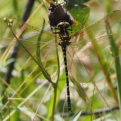 Synthemis eustalacta at Mount Clear, ACT - 4 Jan 2018 09:32 AM