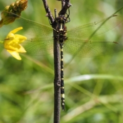 Synthemis eustalacta at Mount Clear, ACT - 4 Jan 2018