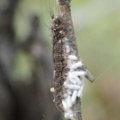 Porela cinerea (A Porela Moth) at Mount Clear, ACT - 1 Jan 2018 by KenT