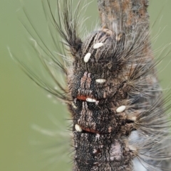 Porela cinerea at Mount Clear, ACT - 1 Jan 2018 12:26 PM