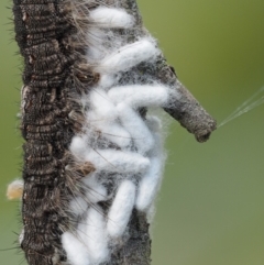 Porela cinerea at Mount Clear, ACT - 1 Jan 2018 12:26 PM