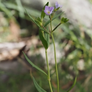 Veronica gracilis at Mount Clear, ACT - 4 Jan 2018