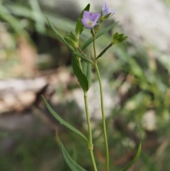 Veronica gracilis (Slender Speedwell) at Mount Clear, ACT - 4 Jan 2018 by KenT