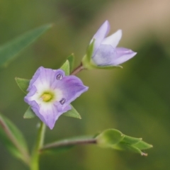 Veronica gracilis at Mount Clear, ACT - 4 Jan 2018