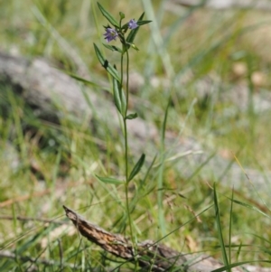 Veronica gracilis at Mount Clear, ACT - 4 Jan 2018