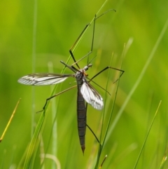 Tipulidae sp. (family) (Unidentified Crane Fly) at Mount Clear, ACT - 1 Jan 2018 by KenT