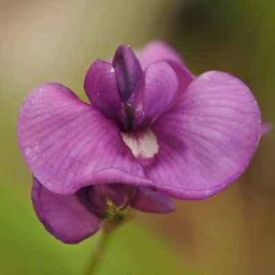 Swainsona sericea (Silky Swainson-Pea) at Mount Clear, ACT - 1 Jan 2018 by KenT