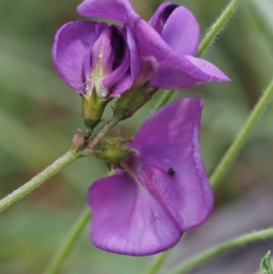 Swainsona sericea at Mount Clear, ACT - 1 Jan 2018