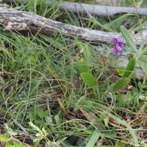 Swainsona sericea at Mount Clear, ACT - 1 Jan 2018