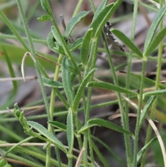 Swainsona sericea at Mount Clear, ACT - 1 Jan 2018