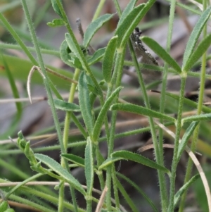 Swainsona sericea at Mount Clear, ACT - 1 Jan 2018