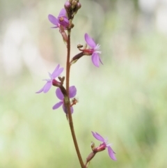 Stylidium graminifolium (Grass Triggerplant) at Mount Clear, ACT - 31 Dec 2017 by KenT