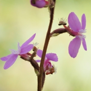 Stylidium graminifolium at Mount Clear, ACT - 1 Jan 2018 08:19 AM