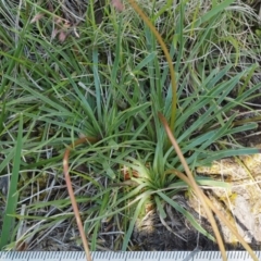 Stylidium graminifolium at Mount Clear, ACT - 1 Jan 2018 08:19 AM