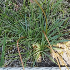 Stylidium graminifolium at Mount Clear, ACT - 1 Jan 2018 08:19 AM