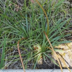 Stylidium graminifolium at Mount Clear, ACT - 1 Jan 2018