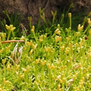 Scleranthus biflorus at Mount Clear, ACT - 1 Jan 2018 12:26 PM