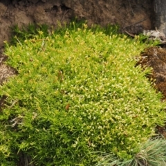 Scleranthus biflorus at Mount Clear, ACT - 1 Jan 2018