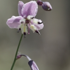 Arthropodium milleflorum (Vanilla Lily) at Mount Clear, ACT - 31 Dec 2017 by KenT