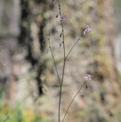 Arthropodium milleflorum at Mount Clear, ACT - 1 Jan 2018 08:43 AM