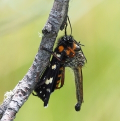 Zosteria sp. (genus) (Common brown robber fly) at Namadgi National Park - 1 Jan 2018 by KenT