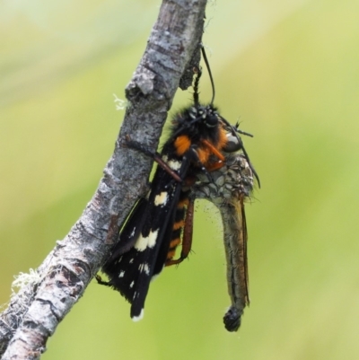 Zosteria sp. (genus) (Common brown robber fly) at Namadgi National Park - 1 Jan 2018 by KenT