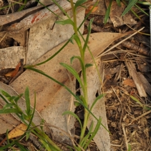 Calotis scabiosifolia var. integrifolia at Mount Clear, ACT - 4 Jan 2018