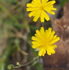 Crepis capillaris (Smooth Hawksbeard) at Mount Clear, ACT - 1 Jan 2018 by KenT