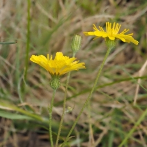 Crepis capillaris at Mount Clear, ACT - 1 Jan 2018 08:56 AM