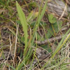 Crepis capillaris at Mount Clear, ACT - 1 Jan 2018 08:56 AM