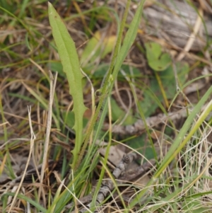 Crepis capillaris at Mount Clear, ACT - 1 Jan 2018