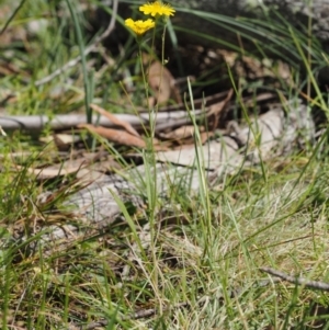 Crepis capillaris at Mount Clear, ACT - 1 Jan 2018