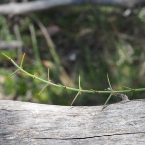 Discaria pubescens at Mount Clear, ACT - 1 Jan 2018