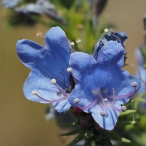 Echium vulgare at Mount Clear, ACT - 1 Jan 2018 12:39 PM