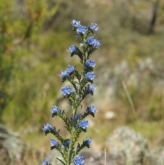 Echium vulgare at Mount Clear, ACT - 1 Jan 2018 12:39 PM